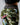 *Butterfly Camo* (Cute Booty Leggings)